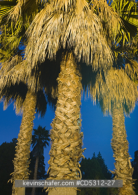 CALIFORNIA, PALM TREE: Palm Trees at night with streetlights, Oakland, California USA