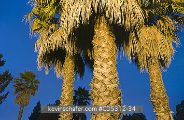 CALIFORNIA, PALM TREE: Palm Trees at dusk, Oakland, California USA