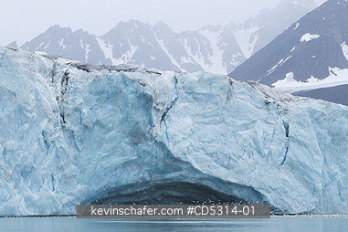 SVALBARD: Kittiwakes (Rissa tridactyla) Feeding in front of Monaco Glacier, Leifdefjorden, Svalbard