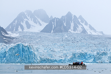 SVALBARD: Kittiwakes (Rissa tridactyla) and tourists in front of Monaco Glacier, Leifdefjorden, Svalbard