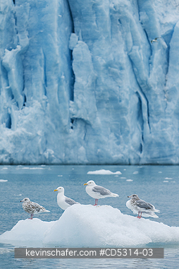 GULLS: Glaucous Gull (Larus hyperboreus) in front of Monaco Glacier, Leifdefjorden, Svalbard