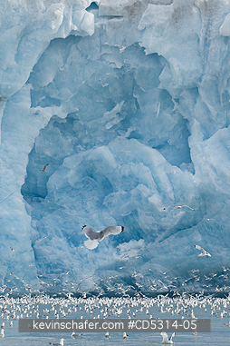 KITTIWAKE: Kittiwakes (Rissa tridactyla) feed in front of Monaco Glacier, Leifdefjorden, Svalbard