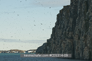 SVALBARD: Thick-billed Murre or Br�nnich Guillemot (Uria lomvia) Nesting Colony, Alkefjellet, Cape Fanshaw, Hinlopen Strait, Svalbard