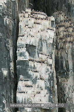 THICK BILLED MURRE: Thick-billed Murre or Br�nnich Guillemot (Uria lomvia) Nesting Colony, Alkefjellet, Cape Fanshaw, Hinlopen Strait, Svalbard