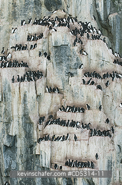 THICK BILLED MURRE: Thick-billed Murre or Br�nnich Guillemot (Uria lomvia) Nesting Colony, Alkefjellet, Cape Fanshaw, Hinlopen Strait, Svalbard