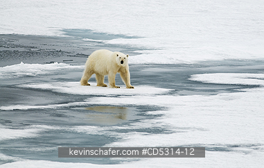 BEARS, POLAR: Polar Bear (Ursus maritimus) On Pack Ice, 81 degrees North, Svalbard