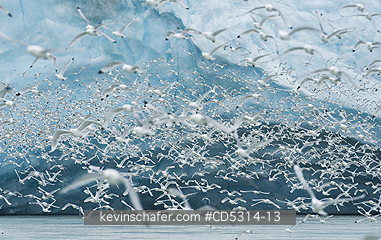 KITTIWAKE: Kittiwakes (Rissa tridactyla) feed at glacier front, Monaco Glacier, Leifdefjord, Svalbard, Norway
