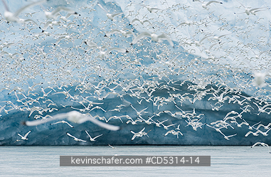 KITTIWAKE: Kittiwakes (Rissa tridactyla) feed at glacier front, Monaco Glacier, Leifdefjord, Svalbard, Norway