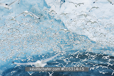 KITTIWAKE: Kittiwakes (Rissa tridactyla) feed at glacier front, Monaco Glacier, Leifdefjord, Svalbard, Norway