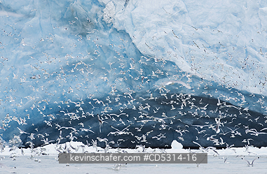 KITTIWAKE: Kittiwakes (Rissa tridactyla) feed at glacier front, Monaco Glacier, Leifdefjord, Svalbard, Norway