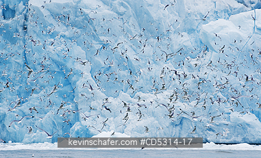 KITTIWAKE: Kittiwakes (Rissa tridactyla) feed at glacier front, Monaco Glacier, Leifdefjord, Svalbard, Norway