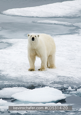 BEAR, POLAR: Polar Bear (Ursus maritimus) On Pack Ice, 81 degrees North, Svalbard