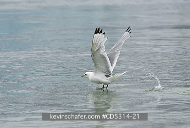 KITTIWAKES: Kittiwake (Rissa tridactyla) taking off, Monaco Glacier, Leifdefjord, Svalbard, Norway
