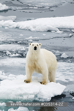 BEAR, POLAR: Polar Bear (Ursus maritimus) On Pack Ice, 81 degrees North, Svalbard