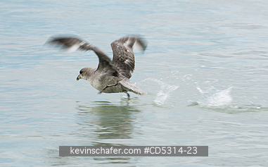 FULMARS, NORTHERN: Northern Fulmar (Fulmarus glacialis) taking off, Leifdefjorden, Svalbard, Arctic Norway