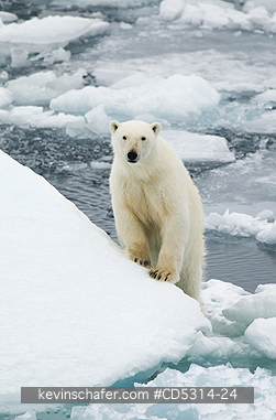 BEAR, POLAR: Polar Bear (Ursus maritimus) On Pack Ice, 81 degrees North, Svalbard