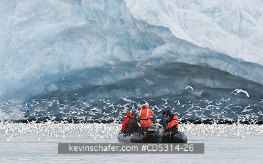 NORWAY, SVALBARD: Zodiac takes travelers along glacier front among feeding Kittiwakes, Monaco Glacier, Leifdefjorden, Svalbard, Arctic Norway