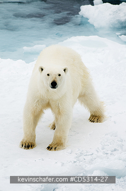 BEARS, POLAR: Polar Bear (Ursus maritimus) On Pack Ice, 81 degrees North, Svalbard