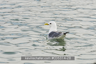 KITTIWAKES: Kittiwake (Rissa tridactyla) Leifdefjorden, Svalbard, Arctic Norway