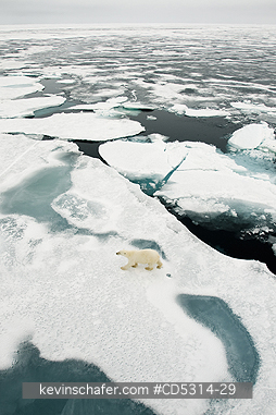 BEARS, POLAR: Polar Bear (Ursus maritimus) On Pack Ice, 81 degrees North, Svalbard