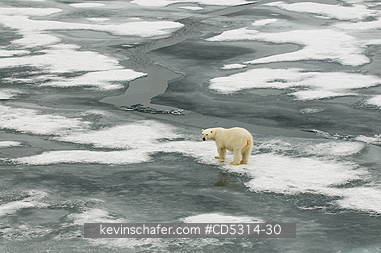 BEARS, POLAR: Polar Bear (Ursus maritimus) On Pack Ice, 81 degrees North, Svalbard