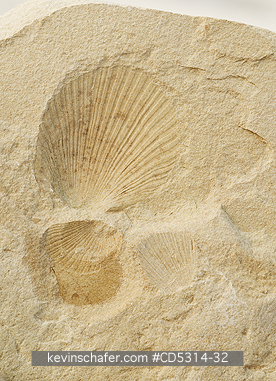 FOSSIL: Fossils, Triassic clam shells, Palanderbukta, Svalbard