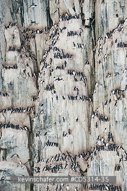 THICK BILLED MURRE: Thick-billed Murre or Br�nnich Guillemot (Uria lomvia) Nesting colony, Cape Fanshaw, Alkefjellet, Hinlopen Strait, Svalbard