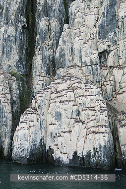 THICK BILLED MURRE: Thick-billed Murre or Br�nnich Guillemot (Uria lomvia) Nesting colony, Cape Fanshaw, Alkefjellet, Hinlopen Strait, Svalbard