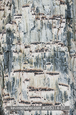 THICK BILLED MURRE: Thick-billed Murre or Br�nnich Guillemot (Uria lomvia) Nesting colony, Cape Fanshaw, Alkefjellet, Hinlopen Strait, Svalbard