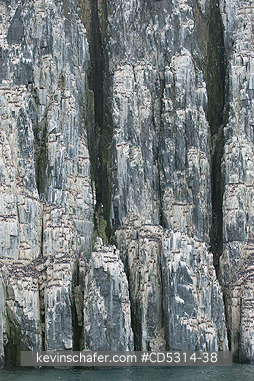 THICK BILLED MURRE: Thick-billed Murre or Br�nnich Guillemot (Uria lomvia), Nseting Colony, Alkefjellet, Cape Fanshaw, Hinlopen Strait, Svalbard