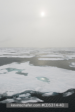 NORWAY: Pack Ice and fog, 81 degrees North, Svalbard, Arctic Norway