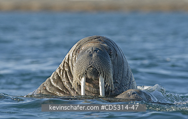 WALRUS, ATLANTIC: Atlantic Walrus (Odobenus rosmarus rosmarus) Mother & Calf, Storoya island, Svalbard