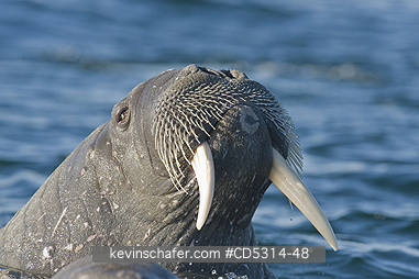 WALRUS, ATLANTIC: Atlantic Walrus (Odobenus rosmarus rosmarus) Mother & Calf, Storoya island, Svalbard
