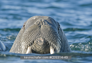 WALRUS, ATLANTIC: Atlantic Walrus (Odobenus rosmarus rosmarus) Mother & Calf, Storoya island, Svalbard