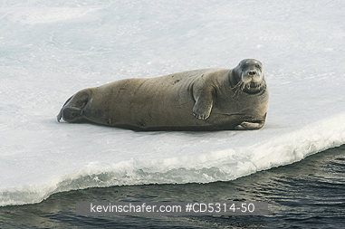SEAL, BEARDED: Bearded Seal (Erignathus barbatus) on Ice Flow, Pack Ice near 81 degrees North, Svalbard