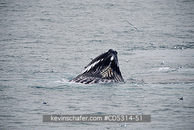WHALES, HUMPBACK: Humpback Whale (Megaptera novaeangliae) Feeding at surface, Hinlopen Strait, Svalbard  AUGUST