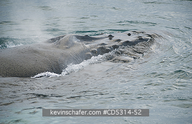 WHALES, HUMPBACK: Humpback Whale (Megaptera novaeangliae) Breathing at surface, Hinlopen Strait, Svalbard  AUGUST