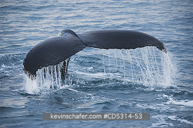WHALES, HUMPBACK: Humpback Whale (Megaptera novaeangliae) Flukes show when diving, Hinlopen Strait, Svalbard  AUGUST