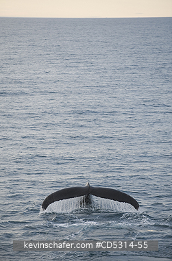 WHALES, HUMPBACK: Humpback Whale (Megaptera novaeangliae) Flukes show when diving, Hinlopen Strait, Svalbard  AUGUST