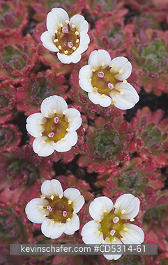 FLOWERS, SVALBARD: Tufted Saxifrage (Saxifraga cespitosa) Svalbard, AUGUST