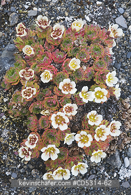 FLOWERS, SVALBARD: Tufted Saxifrage (Saxifraga cespitosa) Svalbard, AUGUST