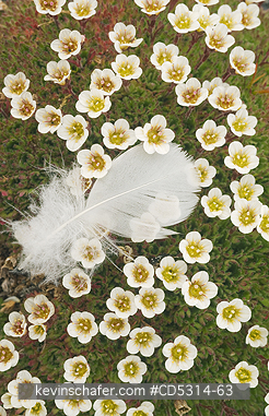 FLOWERS, SVALBARD: Down feather on Tufted Saxifrage (Saxifraga cespitosa) Svalbard, AUGUST