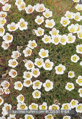 FLOWERS, SVALBARD: Tufted Saxifrage (Saxifraga cespitosa) Svalbard, AUGUST