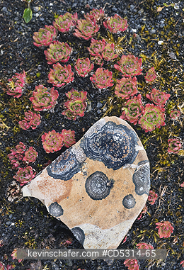 FLOWERS, SVALBARD: Tufted Saxifrage (Saxifraga cespitosa) and lichen-covered rock, Svalbard, AUGUST