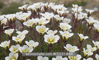 FLOWERS, SVALBARD: Tufted Saxifrage (Saxifraga cespitosa) and lichen-covered rock, Svalbard, AUGUST