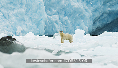 BEARS, POLAR: Polar Bear (Ursus maritimus) at foot of Monaco Glacier, Leifdefjorden, Svalbard, Arctic Norway  AUGUST
