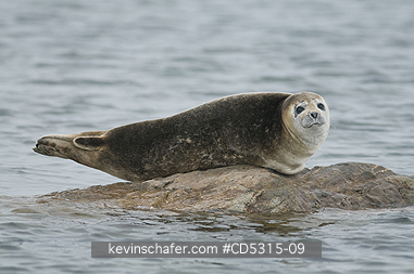 SEALS, HARBOR: Harbor or Common Seal (Phoca vitulina) resting on rock, Woodfjorden, Svalbard, Arctic Norway