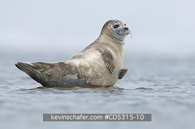SEALS, HARBOR: Harbor or Common Seal (Phoca vitulina) resting on rock, Woodfjorden, Svalbard, Arctic Norway