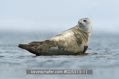 SEALS, HARBOR: Harbor or Common Seal (Phoca vitulina) resting on rock, Woodfjorden, Svalbard, Arctic Norway