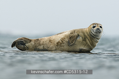 SEALS, HARBOR: Harbor or Common Seal (Phoca vitulina) resting on rock, Woodfjorden, Svalbard, Arctic Norway